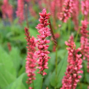 Persicaria amplexicaulis Orange Field ---